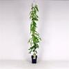 Wisteria sinensis 'Alba' Pot 5 Liter 150 - 175 cm