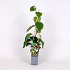 Actinidia deliciosa 'Solo' Pot 2 Liter