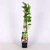Ribes rub. 'Witte Parel' Pot 2 Liter