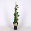 Ribes u.-c. 'Captivator' Pot 2 Liter