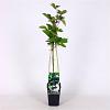 Rubus frut. 'Jumbo' Pot 2 Liter