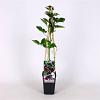 Rubus frut. 'Navaho' Pot 2 Liter