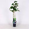 Rubus frut. 'Reuben' Pot 2 Liter