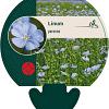 Linum perenne Pot 9 cm