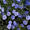 Linum perenne Pot 9 cm