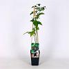 Rubus frut. 'Thornfree' Pot 2 Liter