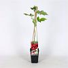 Rubus idaeus 'Autumn Bliss' Pot 2 Liter