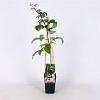 Rubus idaeus 'Schönemann' Pot 2 Liter