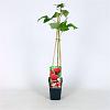Rubus idaeus 'Zeva' Pot 2 Liter