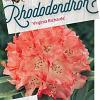 Rhododendron 'Virginia Richards' Pot 20 Liter
