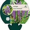 Liriope muscari 'Gold Banded' Pot 9 cm