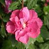 Hibiscus syr. 'Duc de Brabant' Pot 5 Liter 