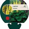 Lupinus 'Chandelier' Pot 9 cm