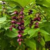 Leycesteria formosa 'Purple Rain' Pot 3 Liter 