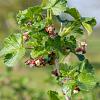 Ribes uva-crispa Pot 2 Liter