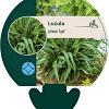 Luzula pilosa 'Igel' Pot 9 cm