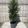 Prunus l. 'Angustifolia' Pot 15 liter 100 - 125 cm