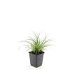 Luzula nivea Pot 9 cm
