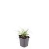 Luzula nivea Pot 9 cm