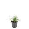 Luzula nivea Pot 9 cm