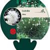 Luzula nivea Pot 9 cm