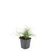 Luzula nivea Pot 9 cm