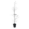 Carpinus betulus Pot 5 Liter 150 - 175 cm