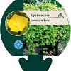 Lysimachia numm. 'Aurea' Pot 9 cm