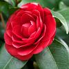 Camellia japonica Pot 130 liter 250 - 300 cm Meerstammig