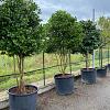 Camellia japonica Pot 130 liter 250 - 300 cm Meerstammig