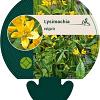 Lysimachia vulgaris Pot 9 cm