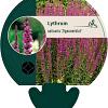 Lythrum sal. 'Zigeunerblut' Pot 9 cm