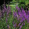 Lythrum sal. 'Zigeunerblut' Pot 9 cm