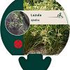 Luzula sylvatica Pot 9 cm