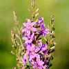 Lythrum virgatum 'Dropmore Purple' Pot 9 cm