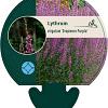Lythrum virgatum 'Dropmore Purple' Pot 9 cm