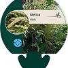 Melica ciliata Pot 9 cm