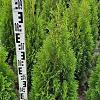 Thuja occ. 'Smaragd' Kluit 80 - 100 cm
