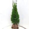 Thuja occ. 'Smaragd' Kluit 80 - 100 cm