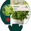 Mentha piperita Pot 9 cm