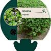 Mentha requienii Pot 9 cm