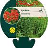 Lychnis chalcedonica Pot 9 cm