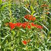 Lychnis chalcedonica Pot 9 cm
