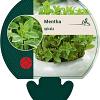 Mentha spicata Pot 9 cm