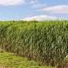 Miscanthus giganteus Pot 9 cm