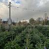 Abies nordmanniana 100 - 125 cm Gezaagd