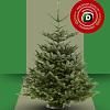 Abies nordmanniana 200 - 225 cm Premium