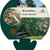 Miscanthus sin. 'Silberfeder' Pot 9 cm