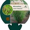 Miscanthus sin. 'Silberspinne' Pot 9 cm