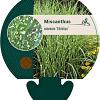 Miscanthus sin. 'Strictus' Pot 9 cm
